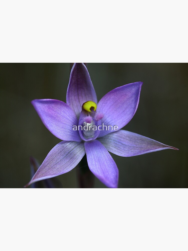 Thelymitra pauciflora by andrachne