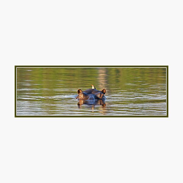 Green hippopotamus Photographic Print