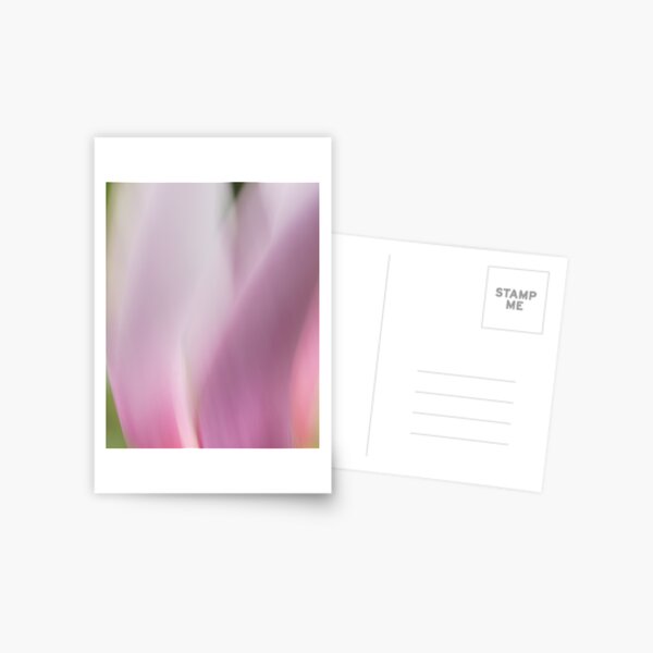 Magnolia 9770 Postcard
