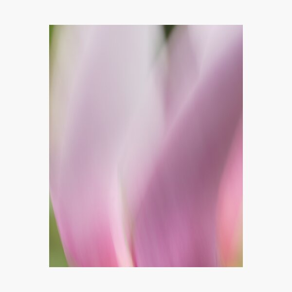 Magnolia 9770 Photographic Print