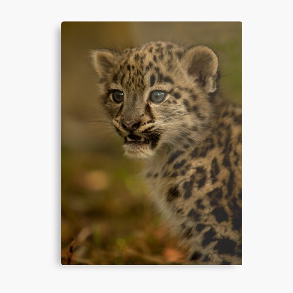 Wandbilder Schneeleopard Cub Redbubble