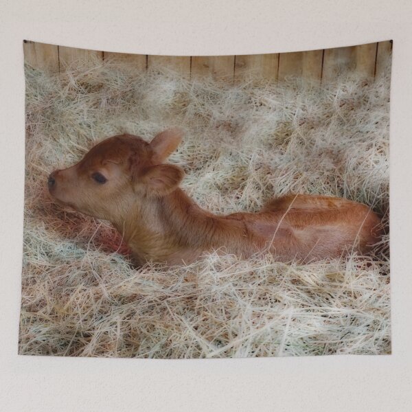 Item preview, Cute baby cow designed and sold by MarionsArt.