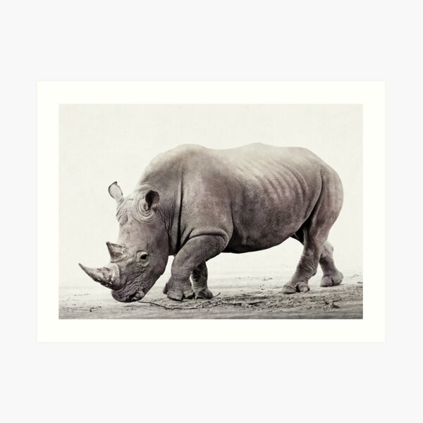 Rhino Art Print