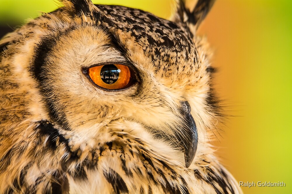 Owls eye by Ralph Goldsmith
