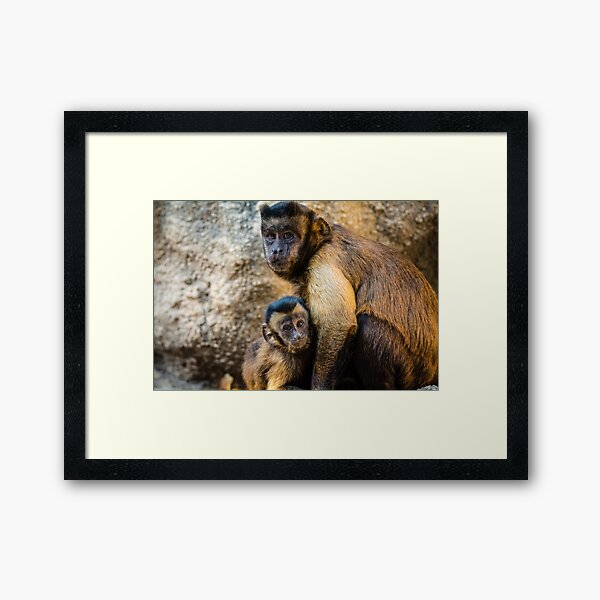 Framed Print