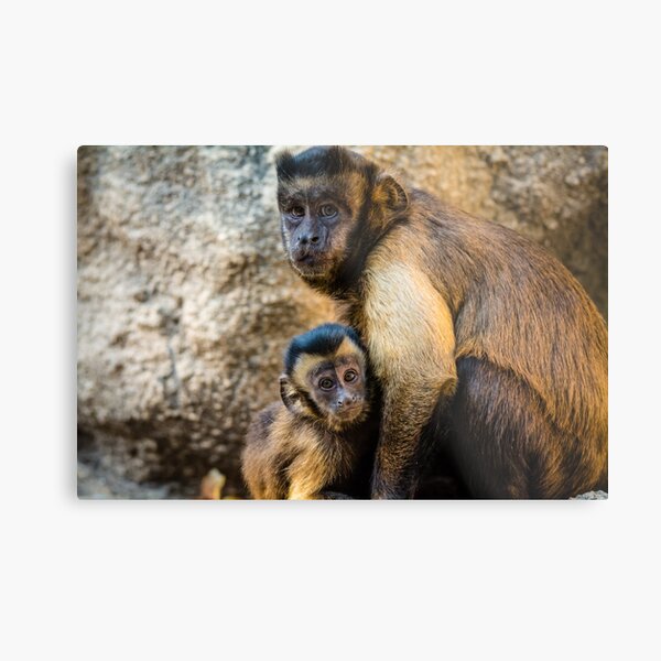 Metal Print