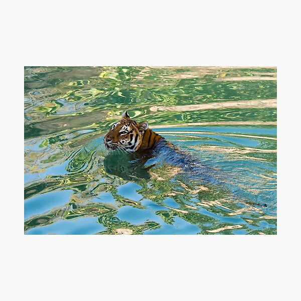 Come in, the waters lovely... and I'm hungry Photographic Print