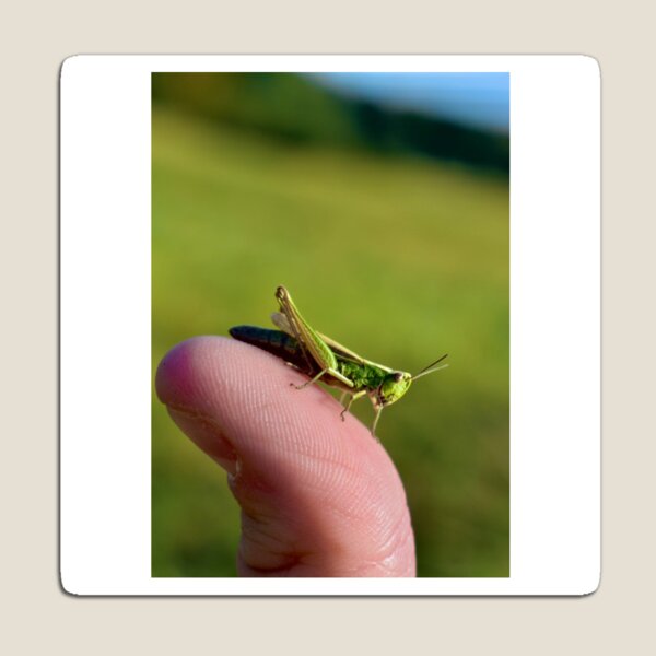 Item preview, Making friends with a Grasshopper designed and sold by gibbiceps.