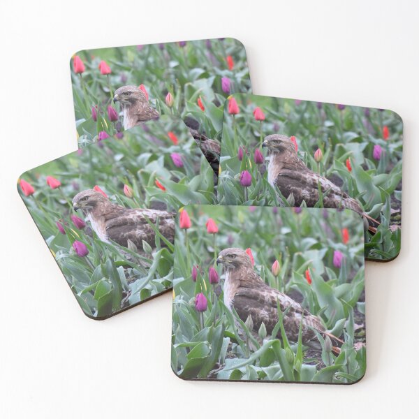 Item preview, Red-tailed hawk tiptoeing through the tulips designed and sold by LJSparvero.