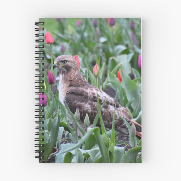 Item preview, Red-tailed hawk tiptoeing through the tulips designed and sold by LJSparvero.