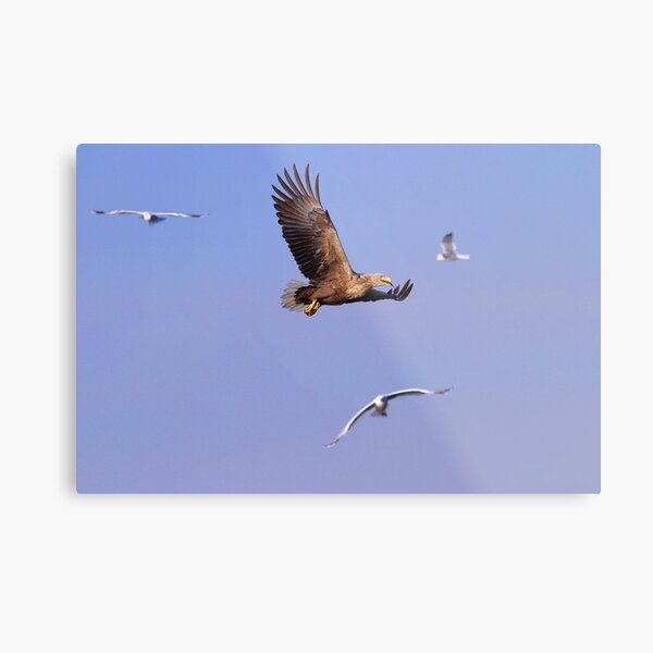 White-tailed Eagle Metal Print
