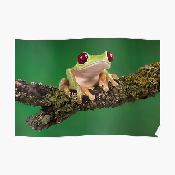 Frog Posters Redbubble