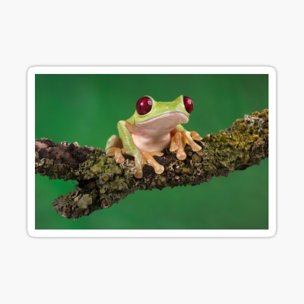 Ruby eyed tree frog Sticker