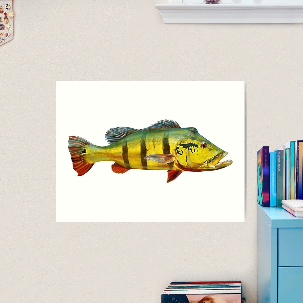Peacock Bass Art Print for Sale by William Lee