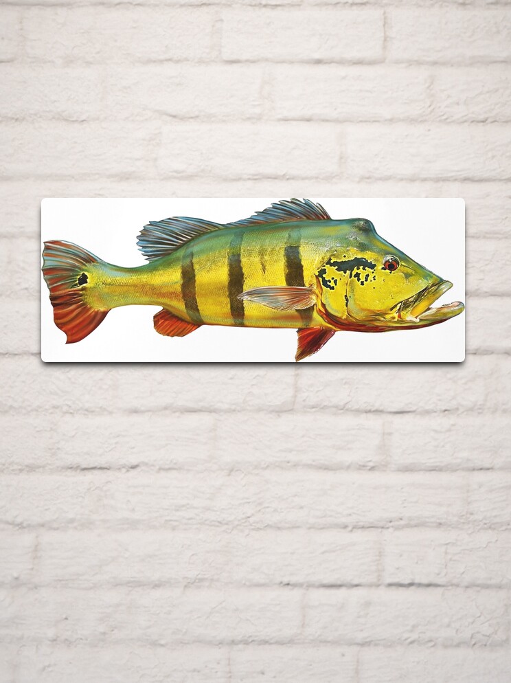 Peacock Bass Metal Print for Sale by William Lee
