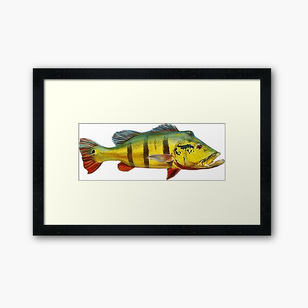 Item preview, Peacock Bass designed and sold by lureguru.