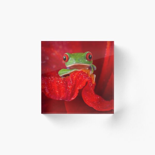 Red eyed tree frog in red flower Acrylic Block