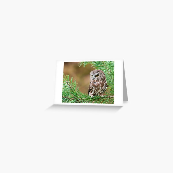 Northern Saw-Whet Owl Greeting Card
