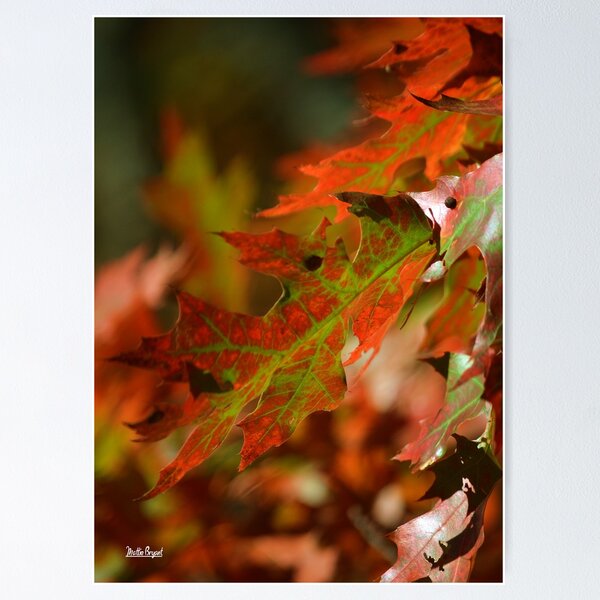 Item preview, Oak Leaves in the Fall designed and sold by Mattie Bryant.