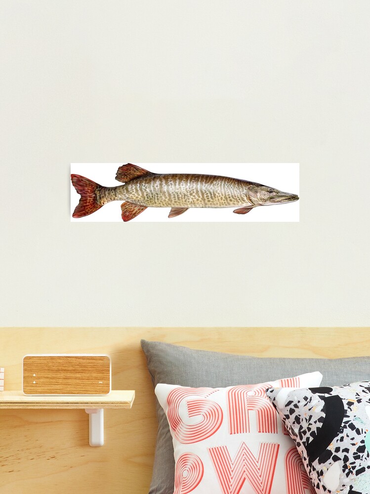 Northern Pike Wall Decal