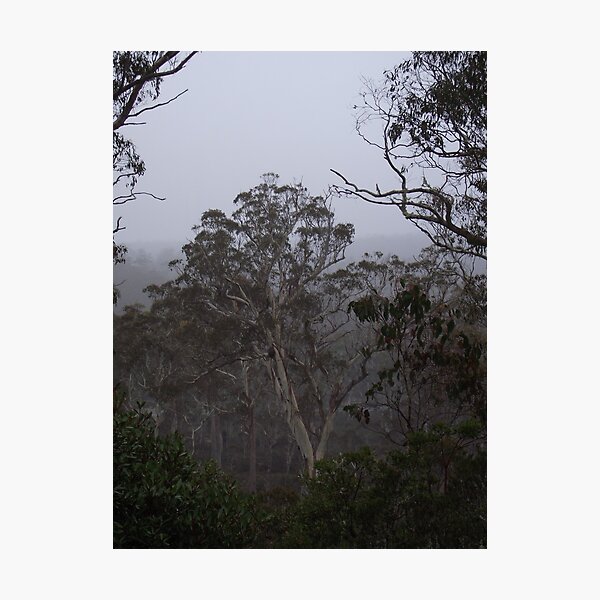 Item preview, natural bush framing designed and sold by Gaylene Norton.