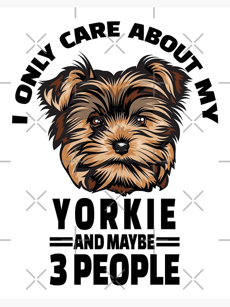 yorkie care