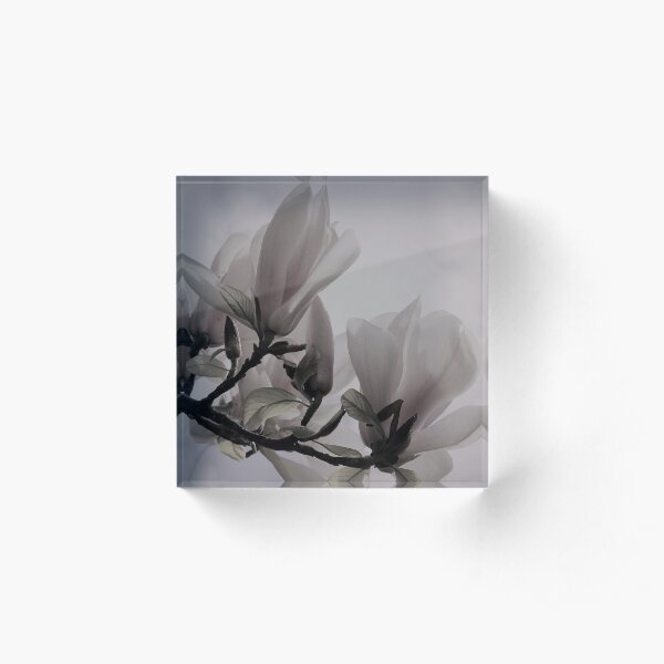 Magnolia flower macro Acrylic Block