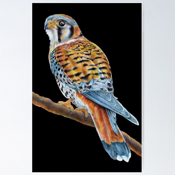 Item preview, American Kestrel designed and sold by TimJeffsArt.