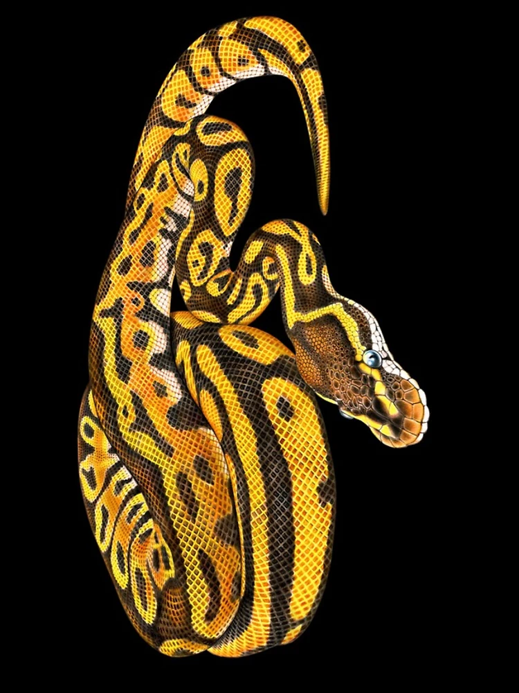 Thumbnail 5 of 5, iPhone Case, Ball Python designed and sold by TimJeffsArt.