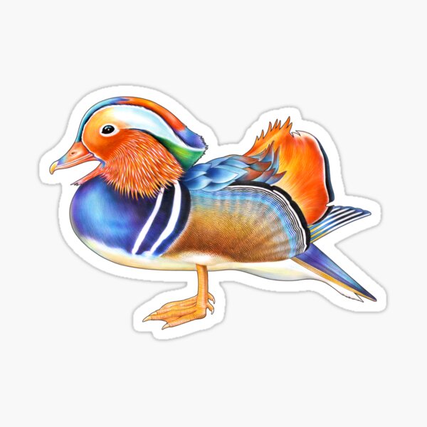Aperçu de l'œuvre Canard mandarin créée et vendue par TimJeffsArt.