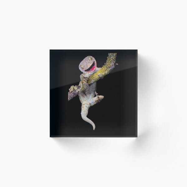 Happy Tokay geckoge Acrylic Block