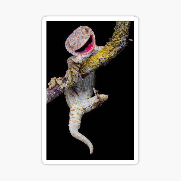 Happy Tokay gecko Sticker