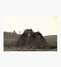 Natures drawing Photographic Print