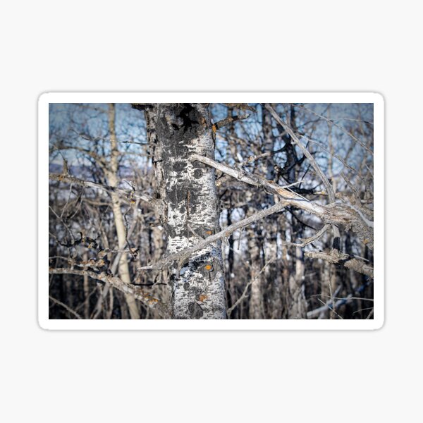 Item preview, Trees whispering designed and sold by CanadianWild418.