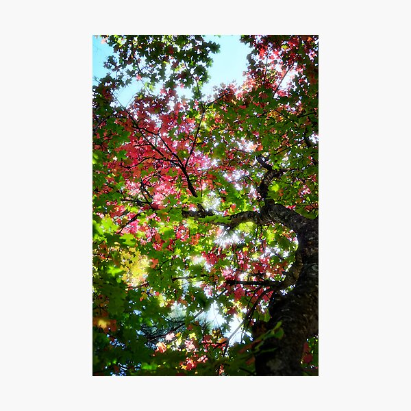Item preview, Touches of Autumn designed and sold by Saija  Lehtonen.
