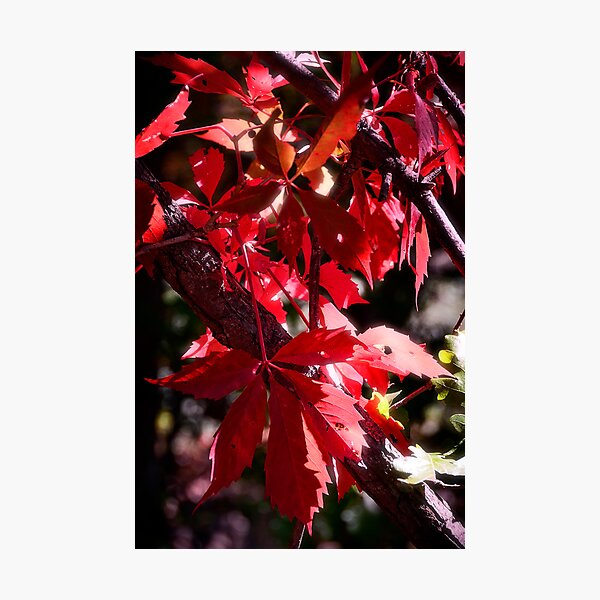 Item preview, RED designed and sold by Saija  Lehtonen.
