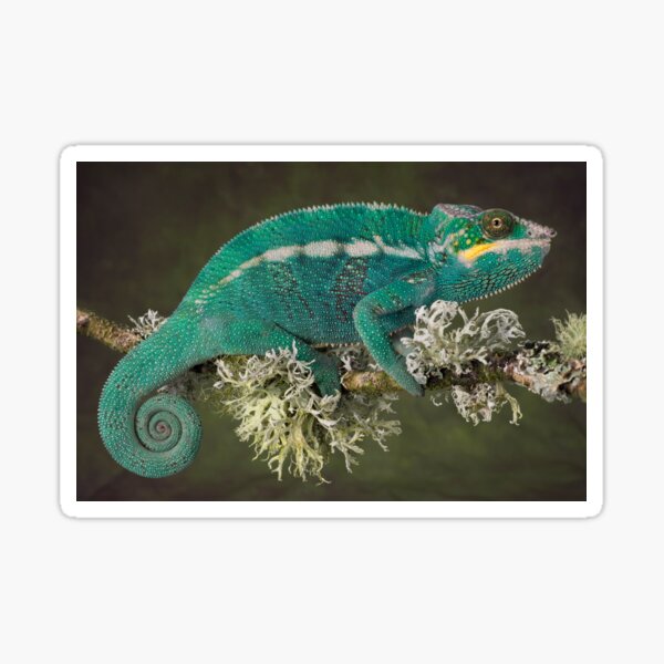 Nosy be panther chameleonnos Sticker