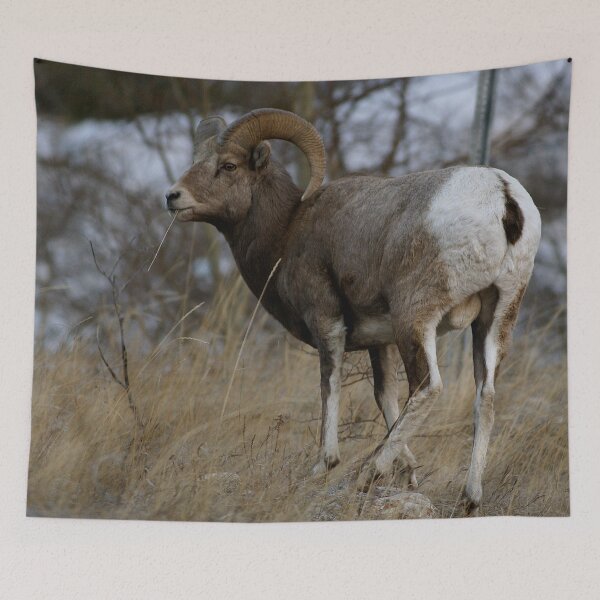 Item preview, Big Horn Sheep designed and sold by StevenElliot.