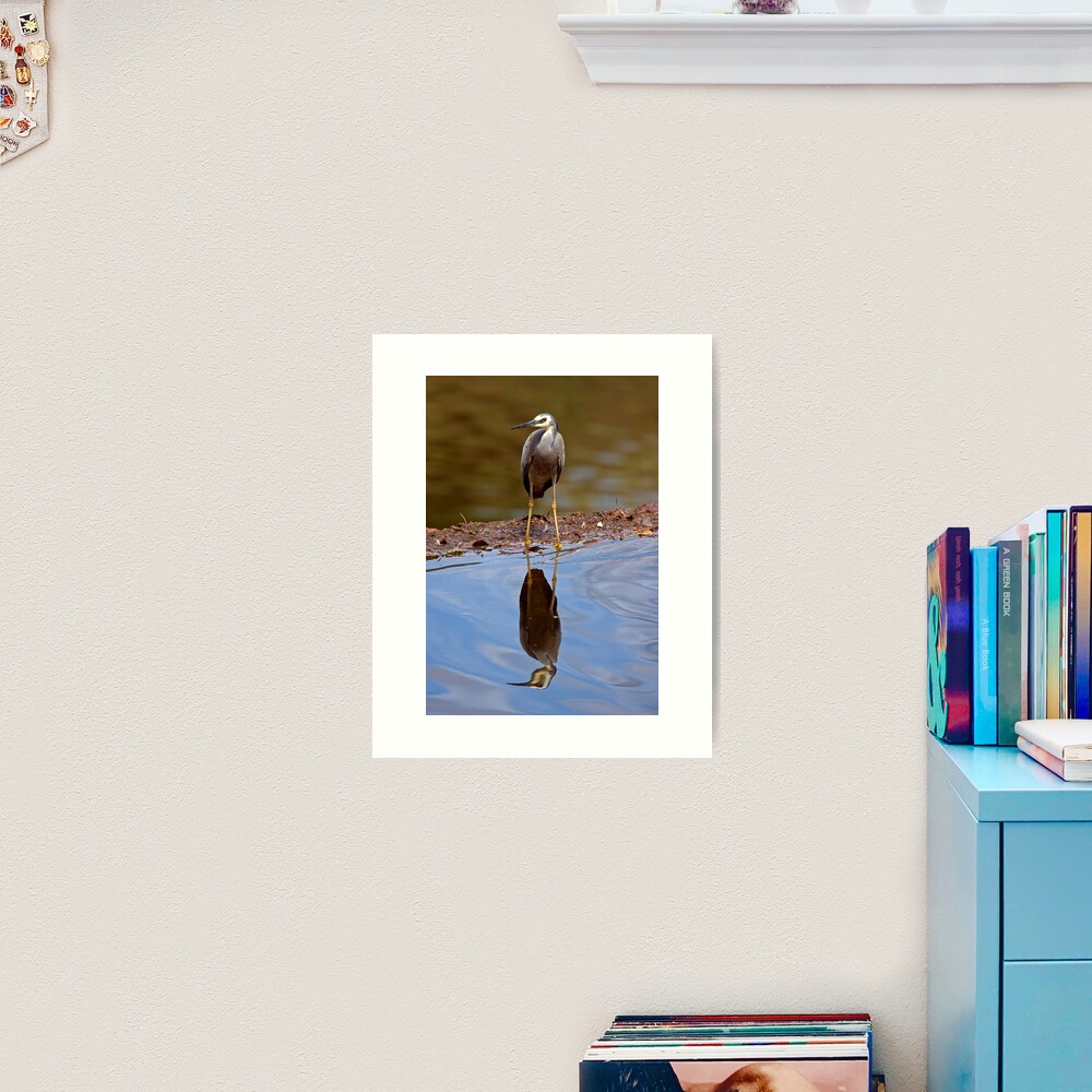 White Faced Heron Art Print