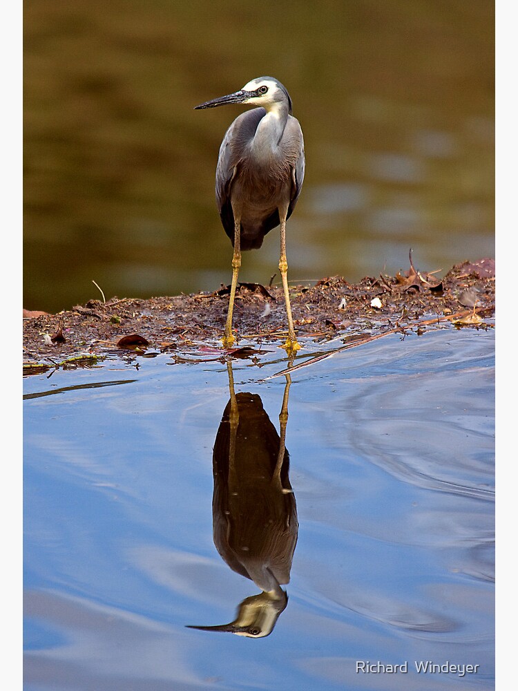 White Faced Heron by RICHARDW