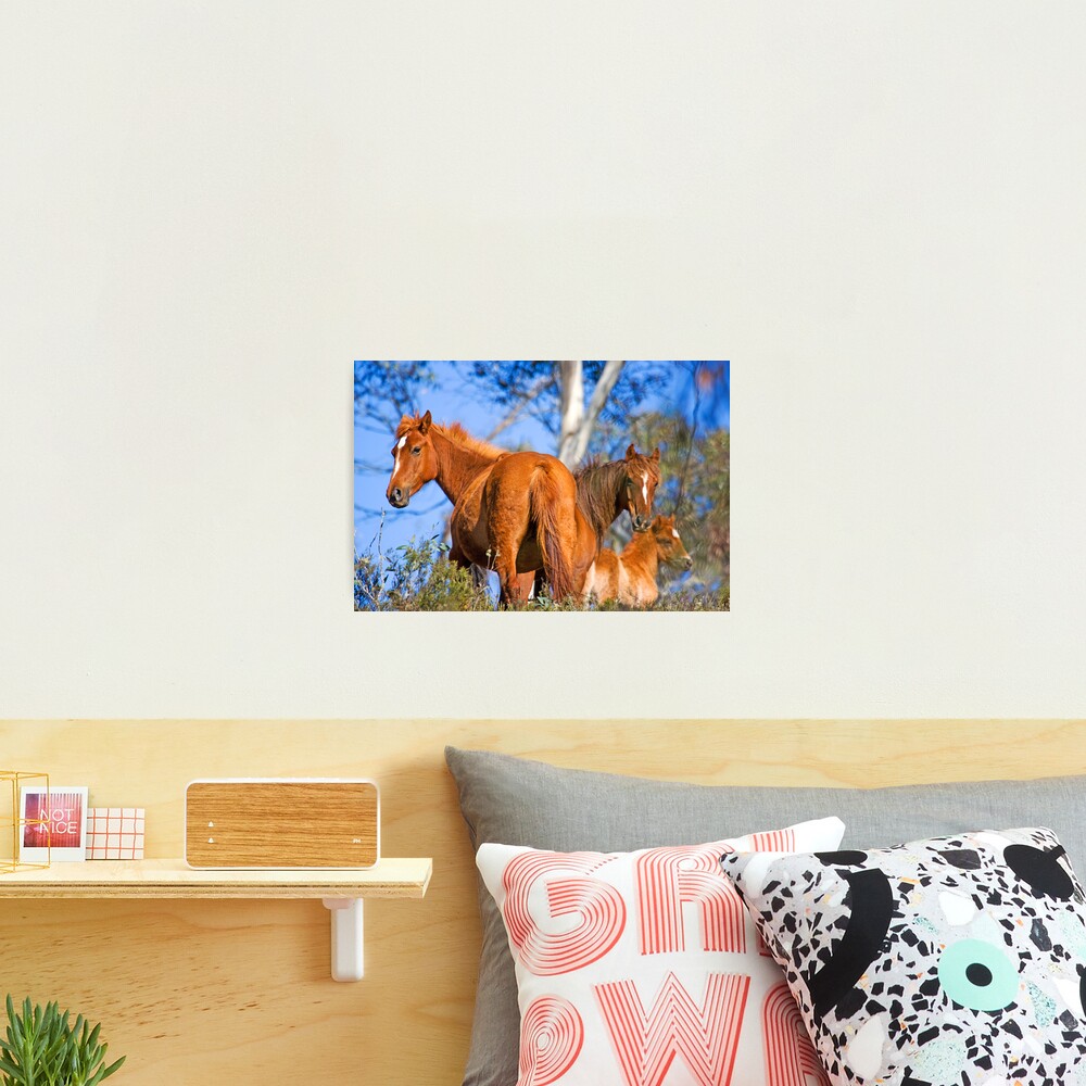 Brumbies in Kosciuszko National Park Photographic Print