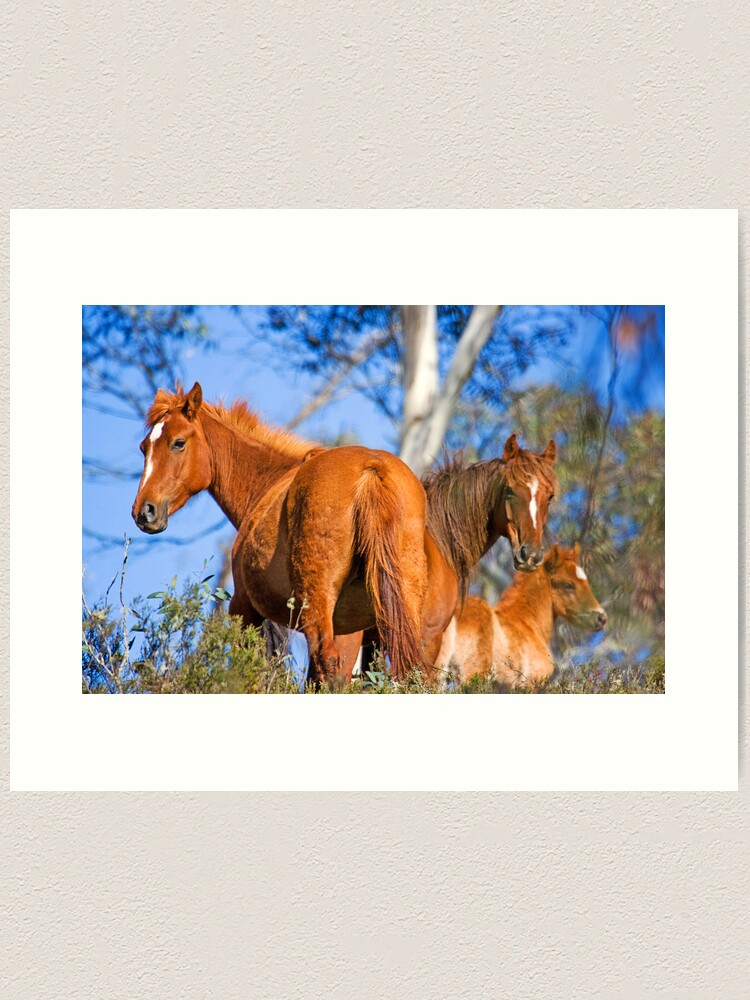 Thumbnail 2 of 3, Art Print, Brumbies in Kosciuszko National Park designed and sold by Richard  Windeyer.