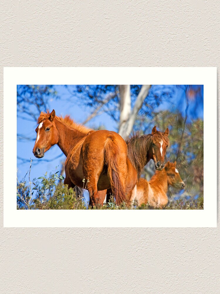 Alternate view of Brumbies in Kosciuszko National Park Art Print