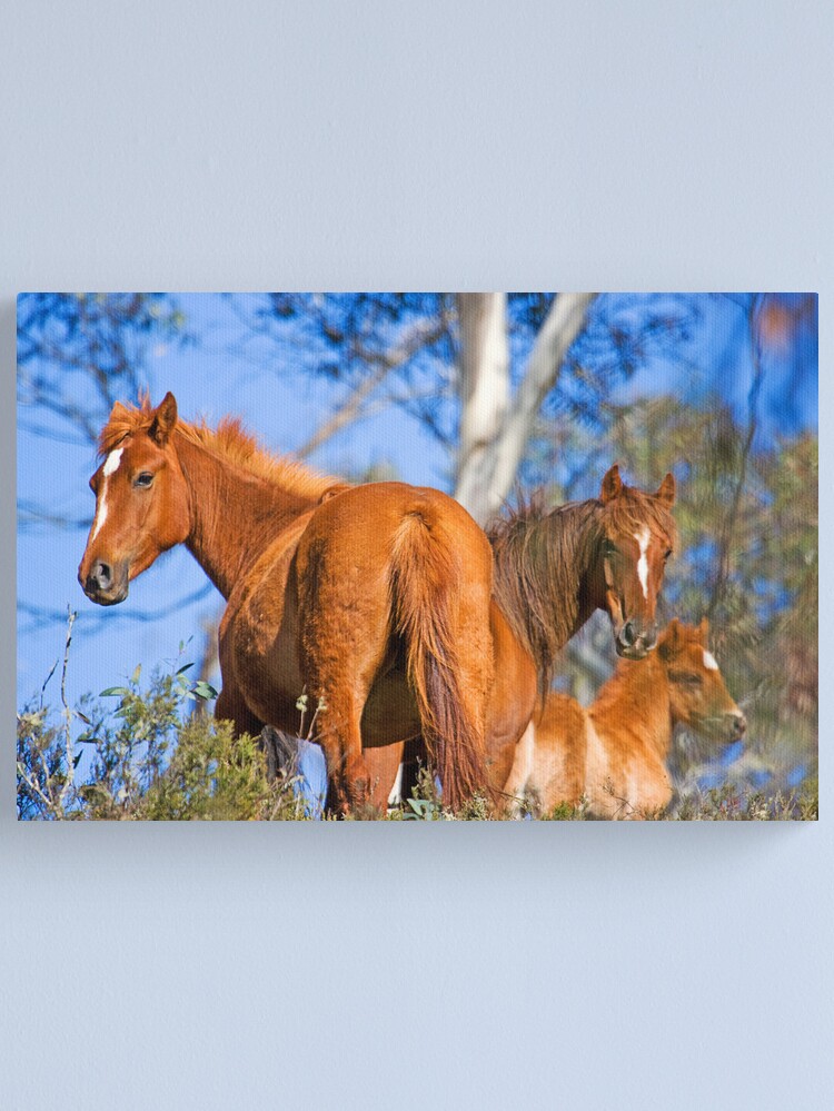 Thumbnail 1 of 3, Canvas Print, Brumbies in Kosciuszko National Park designed and sold by RICHARDW.