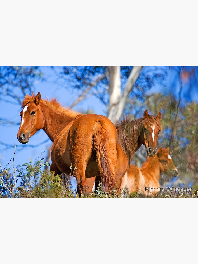 Thumbnail 2 of 2, Greeting Card, Brumbies in Kosciuszko National Park designed and sold by Richard  Windeyer.