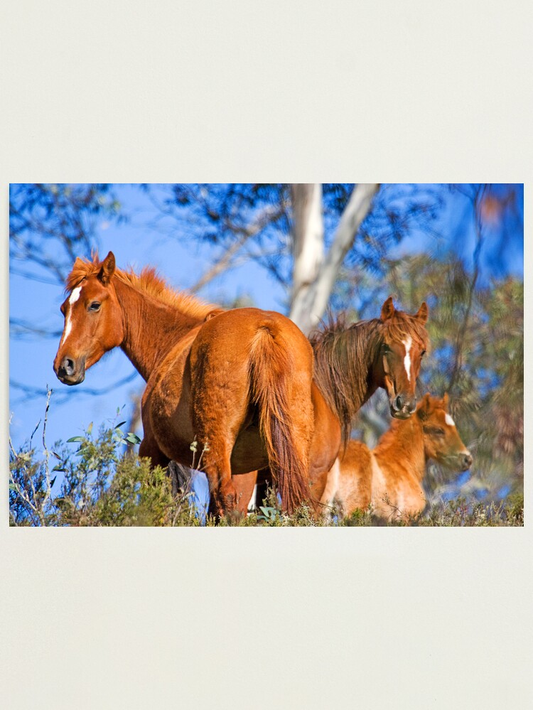 Alternate view of Brumbies in Kosciuszko National Park Photographic Print