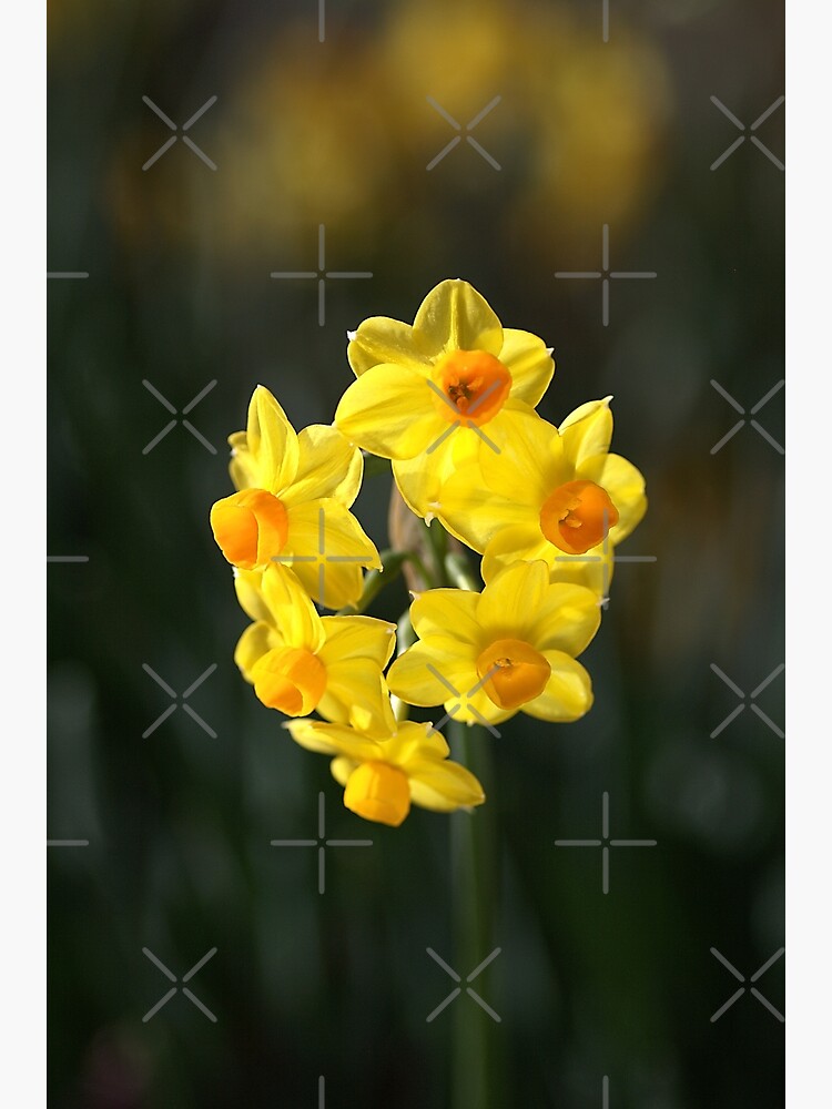 "Jonquil Cluster" Poster for Sale by bubbleblue Redbubble