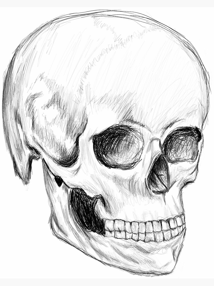 skull anatomy sketch