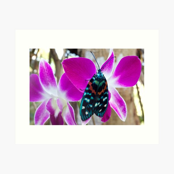 Butterfly on orchid, Thailand Art Print