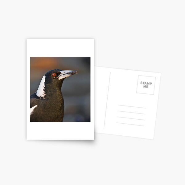 Australian Magpie Postcard